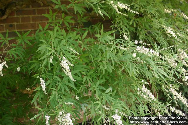 Photo: Vitex agnus castus 10.