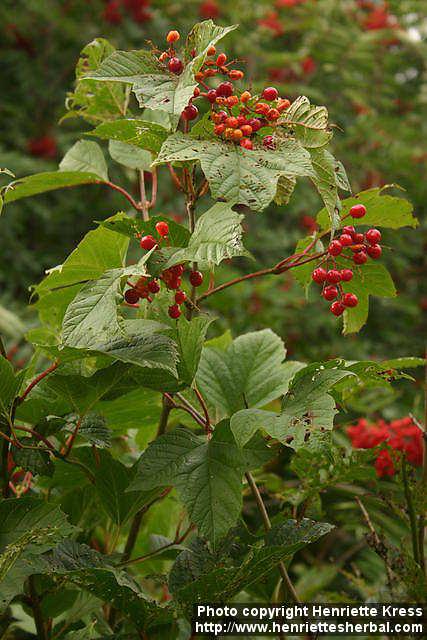 Photo: Viburnum opulus 14.