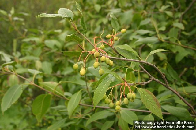 Photo: Viburnum lentago.