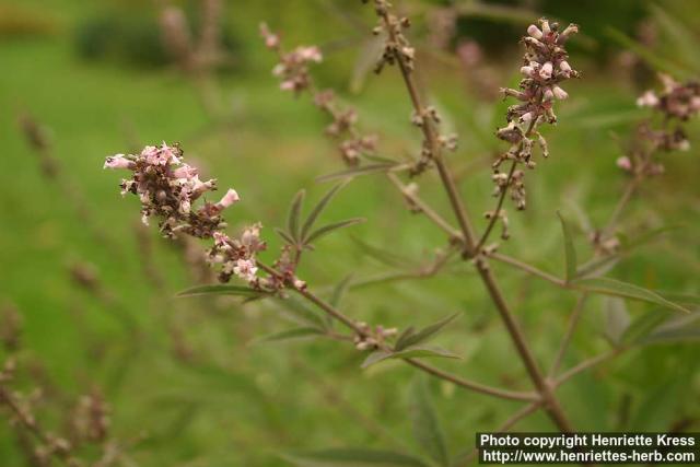 Photo: Vitex agnus castus 11.