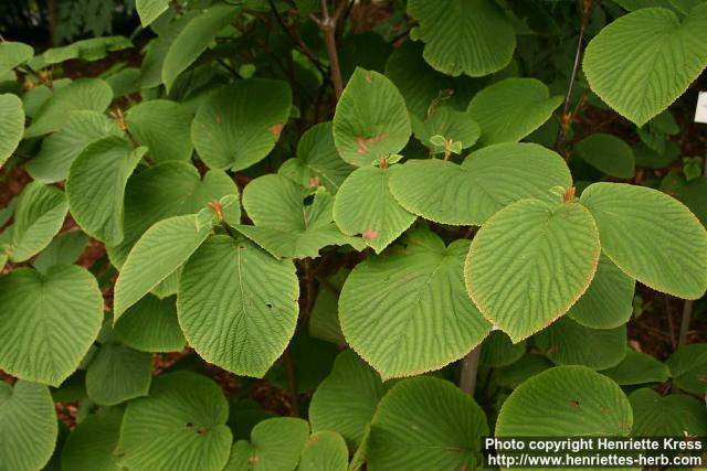 Photo: Viburnum furcatum 1.