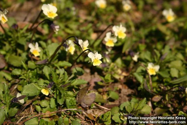 Photo: Viola arvensis.