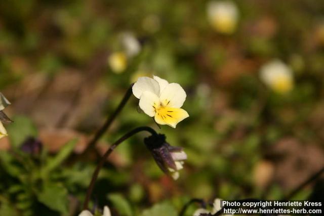 Photo: Viola arvensis 1.