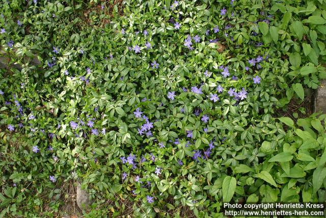 Photo: Vinca minor 5.