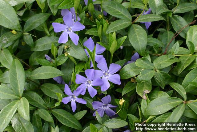 Photo: Vinca minor 6.