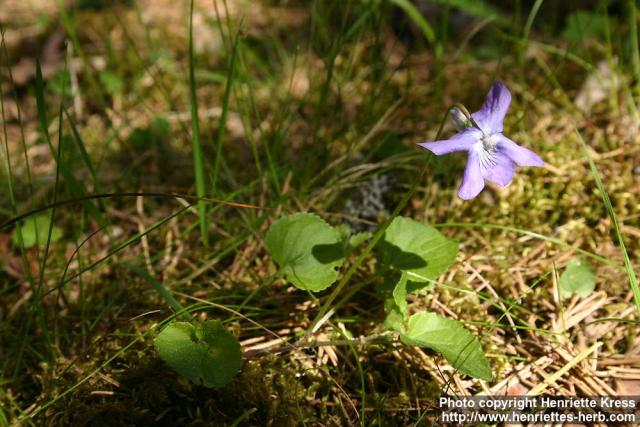 Photo: Viola riviniana 1.