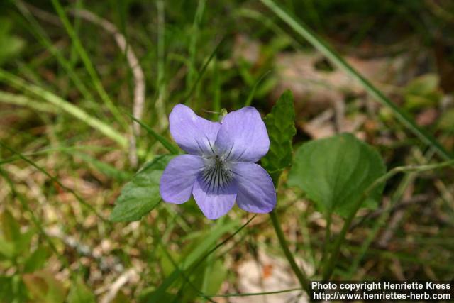 Photo: Viola riviniana 2.