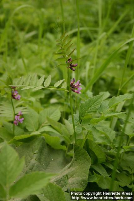 Photo: Vicia sepium 3.