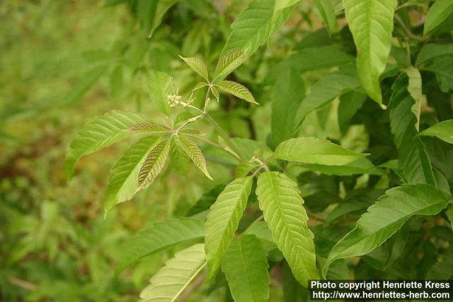 Photo: Vitex negundo 2.