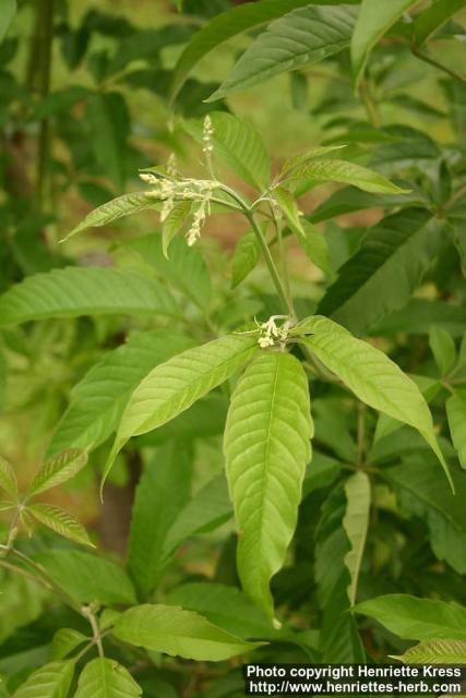 Photo: Vitex negundo 3.