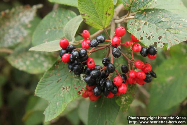 Photo: Viburnum lantana 6.