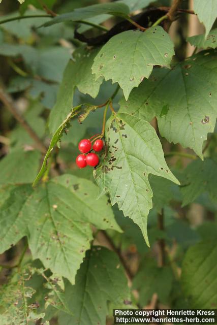 Photo: Viburnum edule 0.