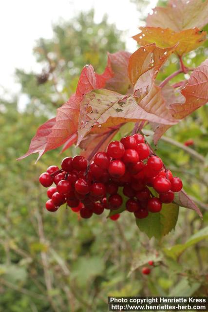 Photo: Viburnum opulus 17.