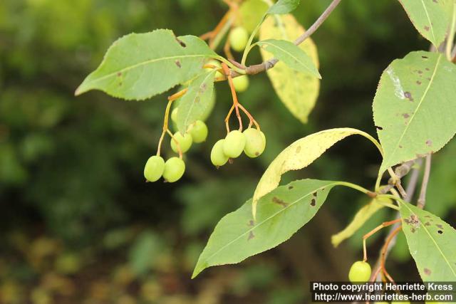 Photo: Viburnum lentago 7.