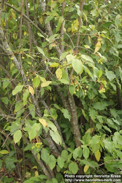 Photo: Viburnum lentago 8.