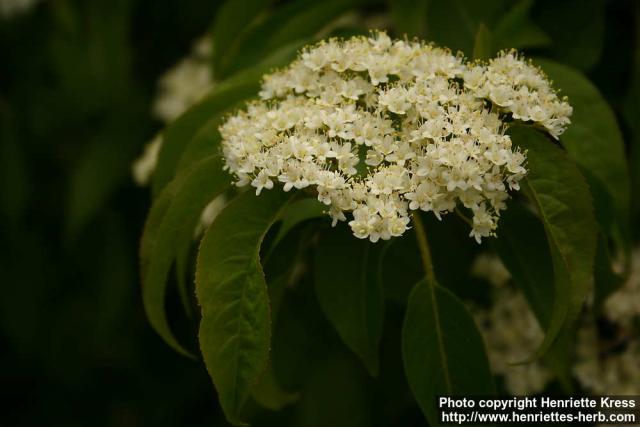 Photo: Viburnum lentago 4.