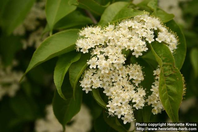 Photo: Viburnum lentago 5.