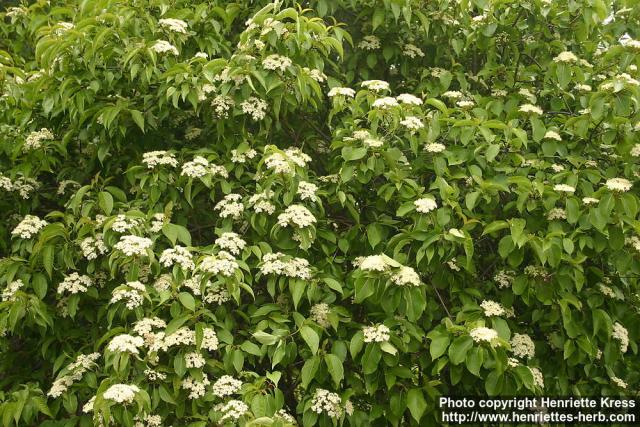 Photo: Viburnum lentago 6.