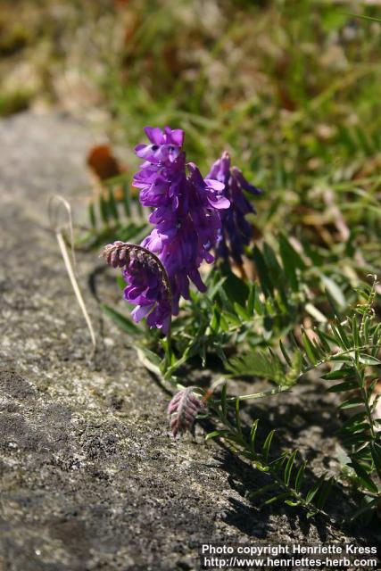 Photo: Vicia cracca 7.