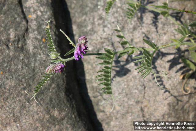 Photo: Vicia cracca 09.