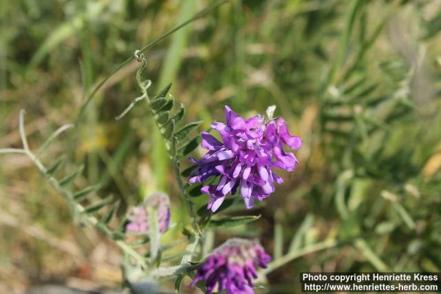 Photo: Vicia cracca 10.