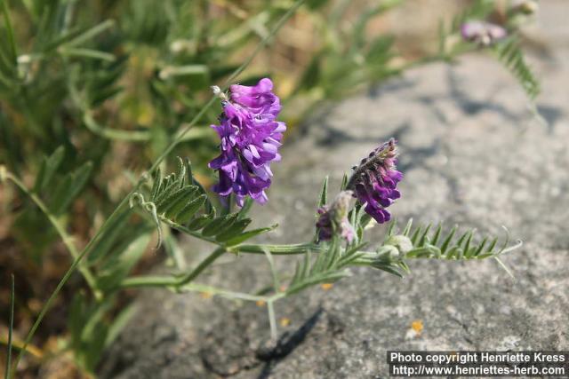 Photo: Vicia cracca 13.