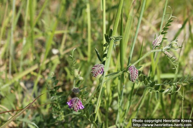 Photo: Vicia cracca 14.