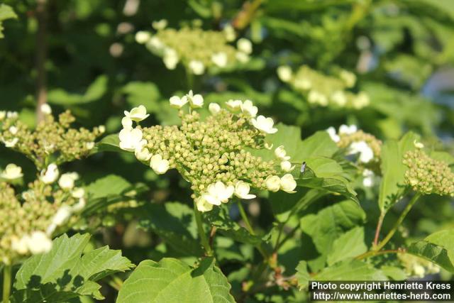 Photo: Viburnum opulus 21.