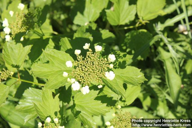 Photo: Viburnum opulus 26.