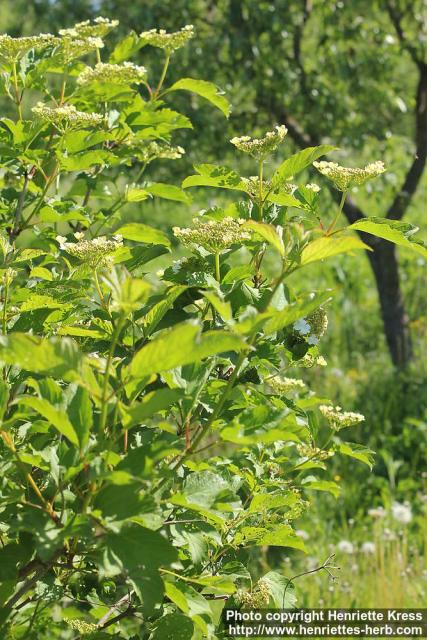 Photo: Viburnum opulus 27.