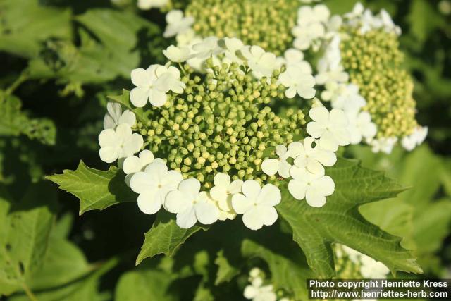 Photo: Viburnum opulus 28.