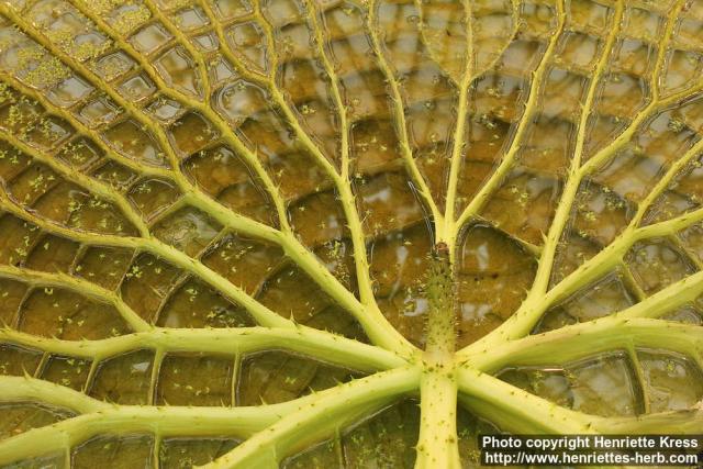 Photo: Victoria amazonica 1.