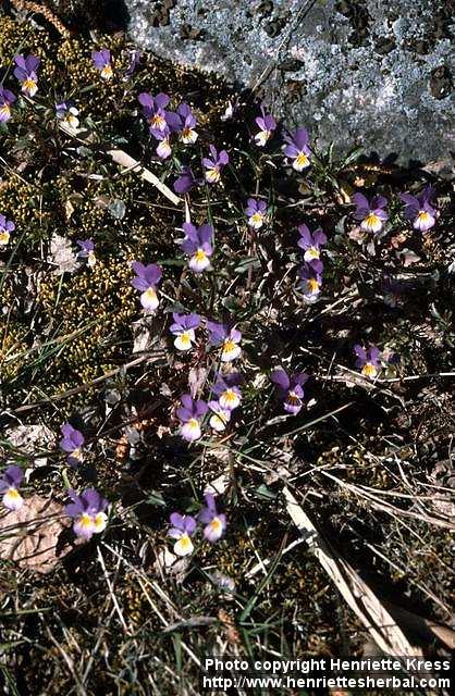 Photo: Viola tricolor 3.