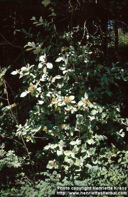 Photo: Viburnum lantana.