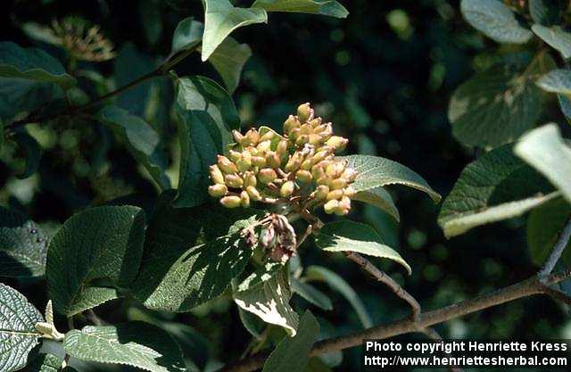 Photo: Viburnum lantana 1.