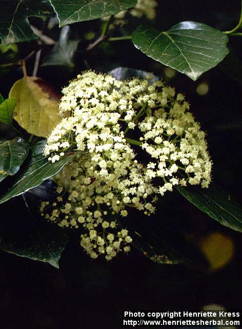 Photo: Viburnum japonicum 1.