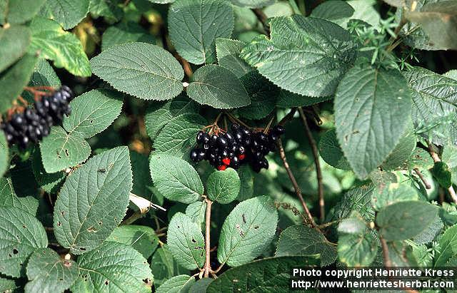 Photo: Viburnum lantana 4.