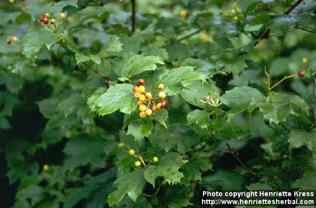 Photo: Viburnum opulus 1.