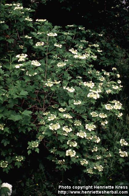 Photo: Viburnum opulus 6.