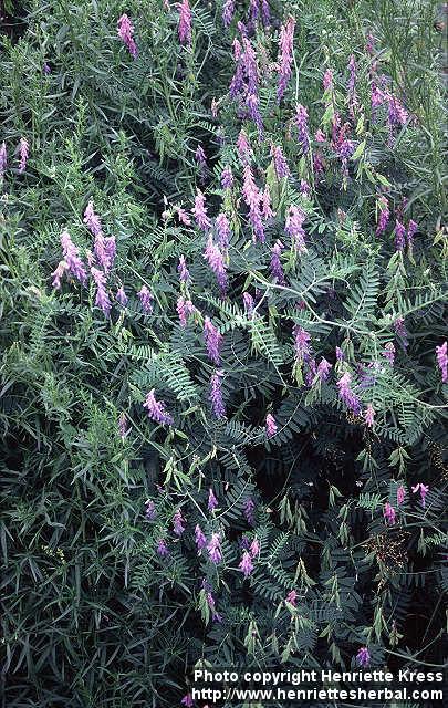 Photo: Vicia cracca 1.