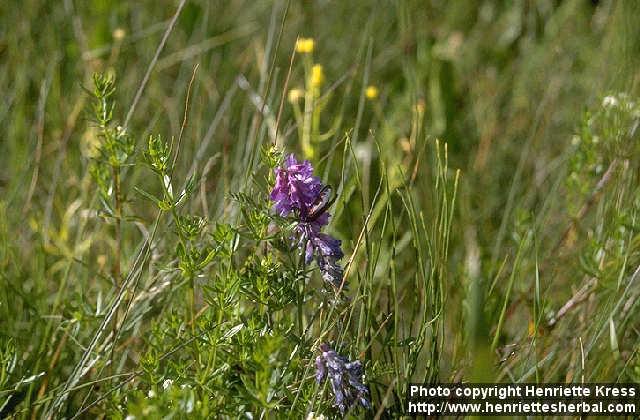 Photo: Vicia cracca.