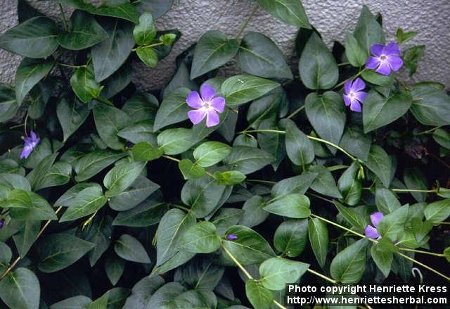 Photo: Vinca major 3.