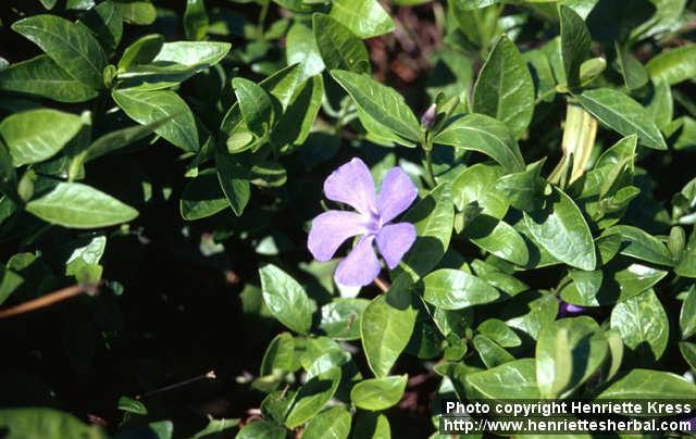 Photo: Vinca minor 3.