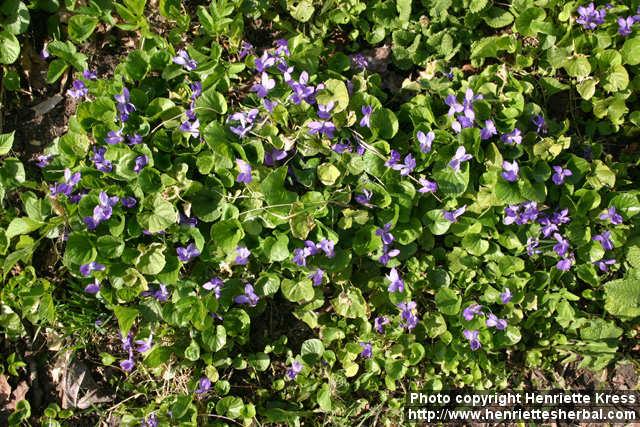 Photo: Viola odorata 1.