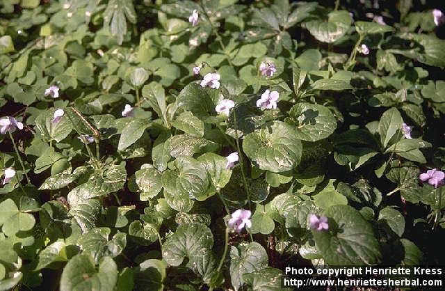 Photo: Viola palustris.