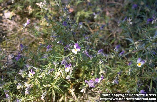 Photo: Viola tricolor 2.