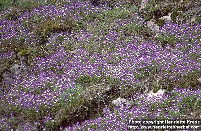 Photo: Viola tricolor.