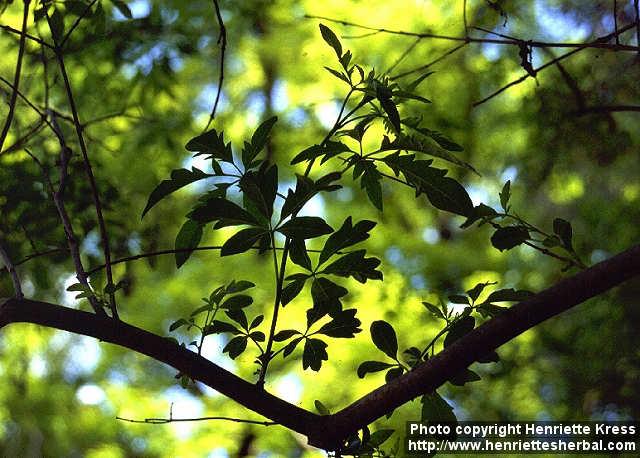 Photo: Vitex agnus castus 1.