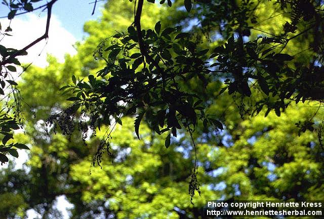 Photo: Vitex agnus castus 2.