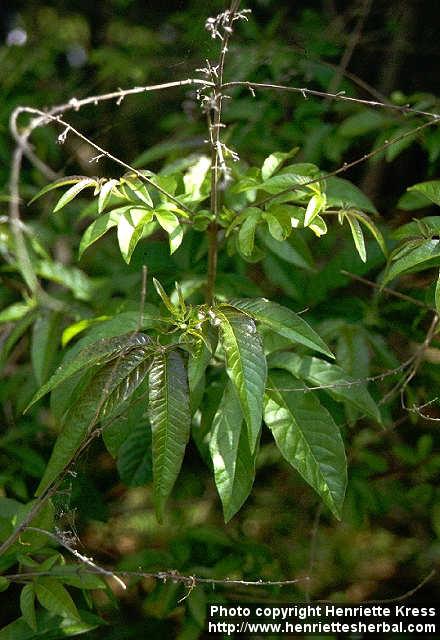 Photo: Vitex cannabifolia 1.